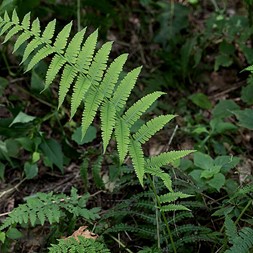 Deparia (false spleenwort)